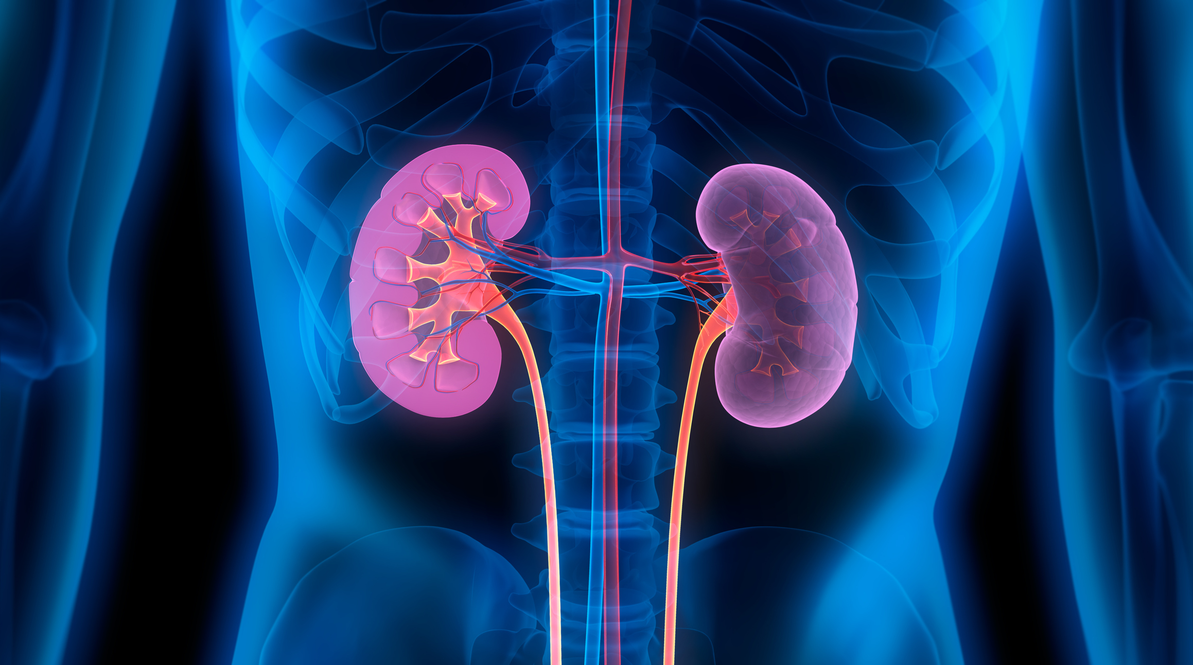 Celebrating the Role of Kidneys in Health and Wellness