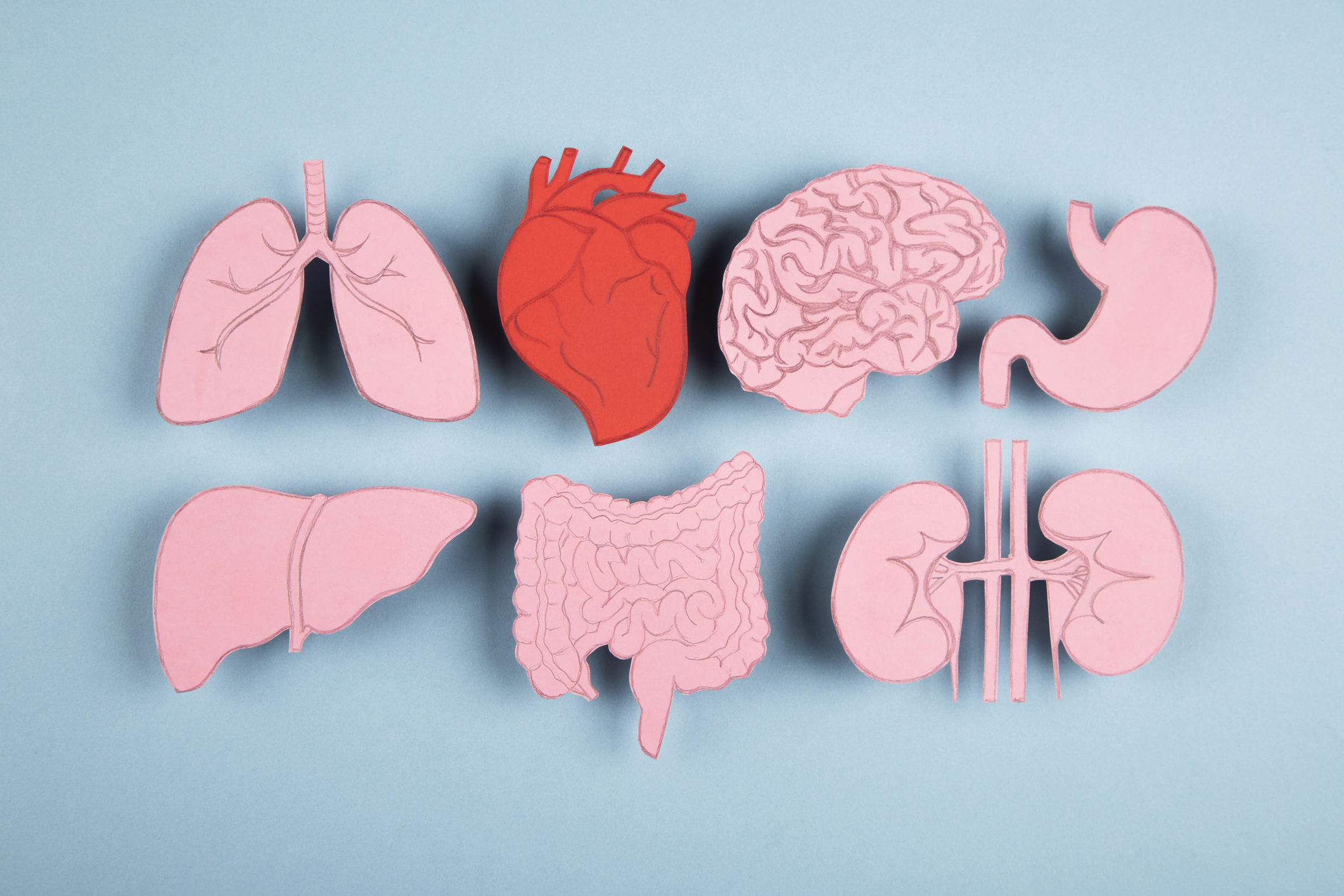 Not Just a Pump: How Your Heart Talks to the Rest of Your Body